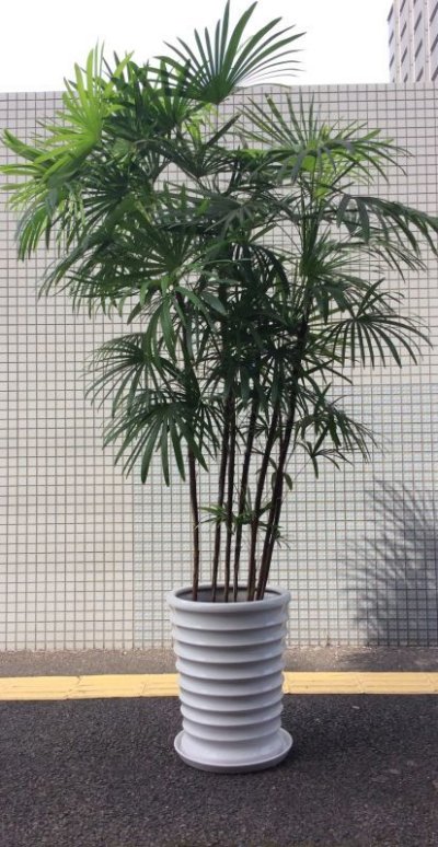 画像1: 観葉植物　大鉢