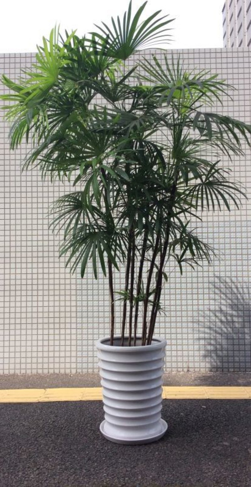 画像1: 観葉植物　大鉢