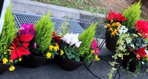 ガーデン用寄せ植え